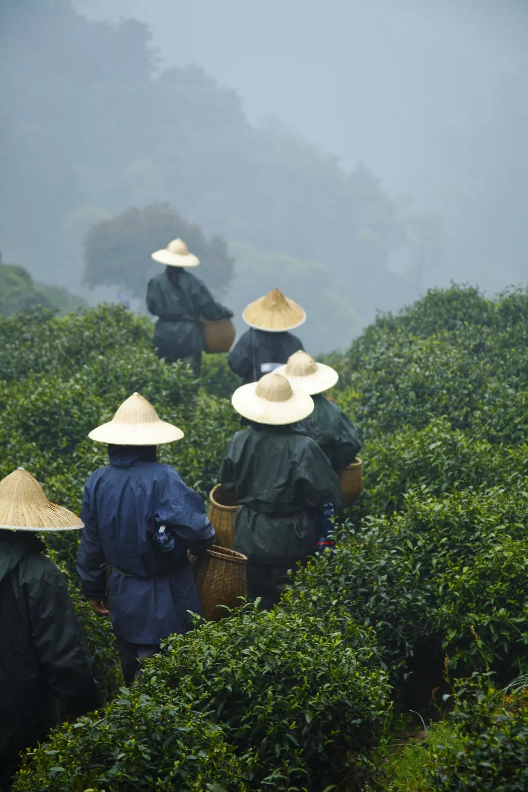 灵隐寺西湖龙井雨前茶-500克价格